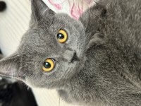 1 erkek ve 2 dişi british shorthair yavruları