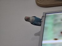 Cennet papağanı cango