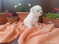 21 Mart doğumlu bichon frise kızlarım