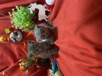 A Kalite British Shorthair Yavrumuz