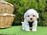 Maltese Terrier Yavrularımız Dişi Ve Erkek