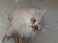 Safkan British Longhair Yavrular