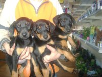 King Doberman bebekler