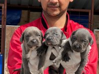 Cane corso yavrular