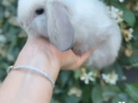 Hollanda Lop Tavşanı Ve Cüce Yavrularımız