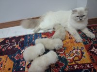 SCOTTİSH LONGHAİR YAVRULAR