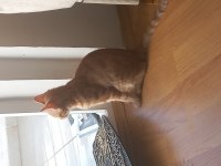 Acil ücretsiz yavru kedi sahiplendirme