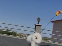Üst kalite Pomeranian boo isteyenlere