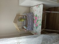 Konuşan Muhabbet kuşları