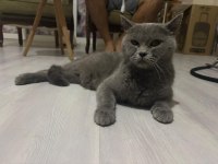 Kajun çekingen güzel ırk kedimiz