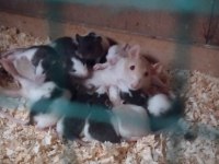 30 günlük ele alışık RAT bebekler