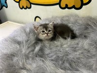 British shorthair