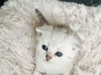 Yavru scottish fold