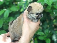 ÖZEL LONGHAİR MİKRO TEACUP CHİHUAHUA
