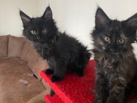 45 günlük kara panter maine coon kediler