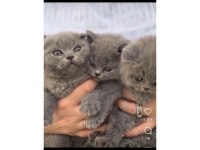Yavru british shorthair kediler