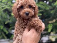 A sınıf toy poodle yavrular