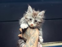 Saf kan Dev xxl boy maine coon yavruları