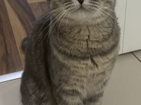 6 aylık sevimli dişi scottish fold