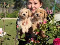 Maltipoo bebek yüzlü yavrular