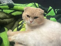 Dünya tatlısı scottish fold
