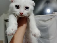 Pamuk prenses scottish fold