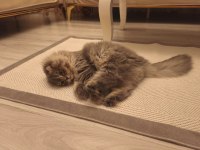 1 yaşında erkek scottish fold