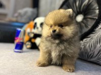 Teacup ayı surat pomeranian boo (kendi yavrularımız)