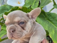 A kalite french bulldog