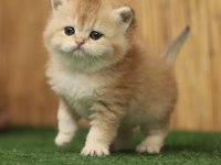 Anne Baba Şecereli Safkan British Shorthair Erkek ve Dişi