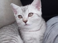 Kedimize yeni sahip arıyoruz