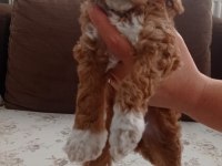 Toy poodle cinsi yavrular