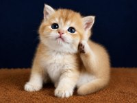 British Shorthair Ve Longhair Golden Yavrular