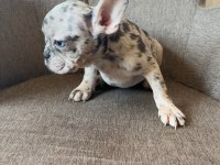 Renkli gözlü french bulldog yavrularım