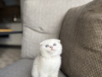 MASMAVİ GÖZLERE SAHİP SCOTTISH FOLD YAVRULARIM 