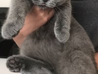 SCOTTİSH KEDİ KIRIK KULAK