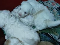 Minik yavrular maltese terrrier