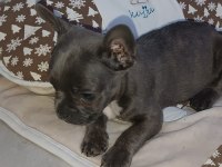 60 günlük erkek french bulldog