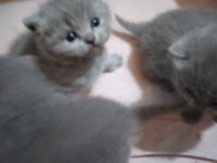 40 günlük british shorthair erkek