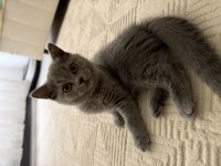 British Shorthair 2 Aylık Kedimiz