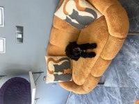 Ücretsiz Siyah Maltipoo