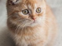 Safkan a kalite british shorthair yavrular