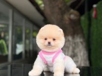 En tatlı Pomeranian Boo