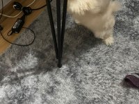 4 Aylık Güzeller Güzeli Minik Dişi Maltipoo