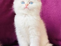 Koca kafa aşılı bebek british shorthair yavrularım