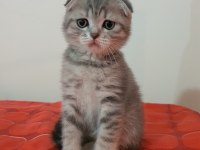 Scottish Fold Dişi