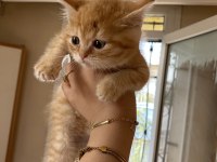 Adana içi acil sahiplendirme british shorthair melezi