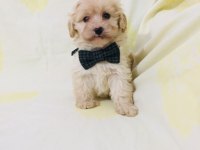 Maltipoo yavrularım orijinal kg garantili