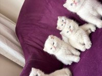 Koca kafa aşılı bebek british shorthair yavrularım