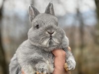 A kakite blue netherland dwarf cüce tavşan yavrular